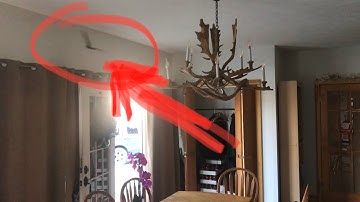 getting a BAT out of your house “without hurting it” (easy way)