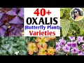 Oxalis plants varieties  identification  most beautiful  attractive oxalis varietieslipshaworld