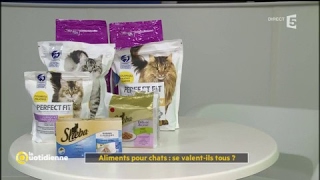 Aliments pour chats : se valentils tous ?  La Quotidienne