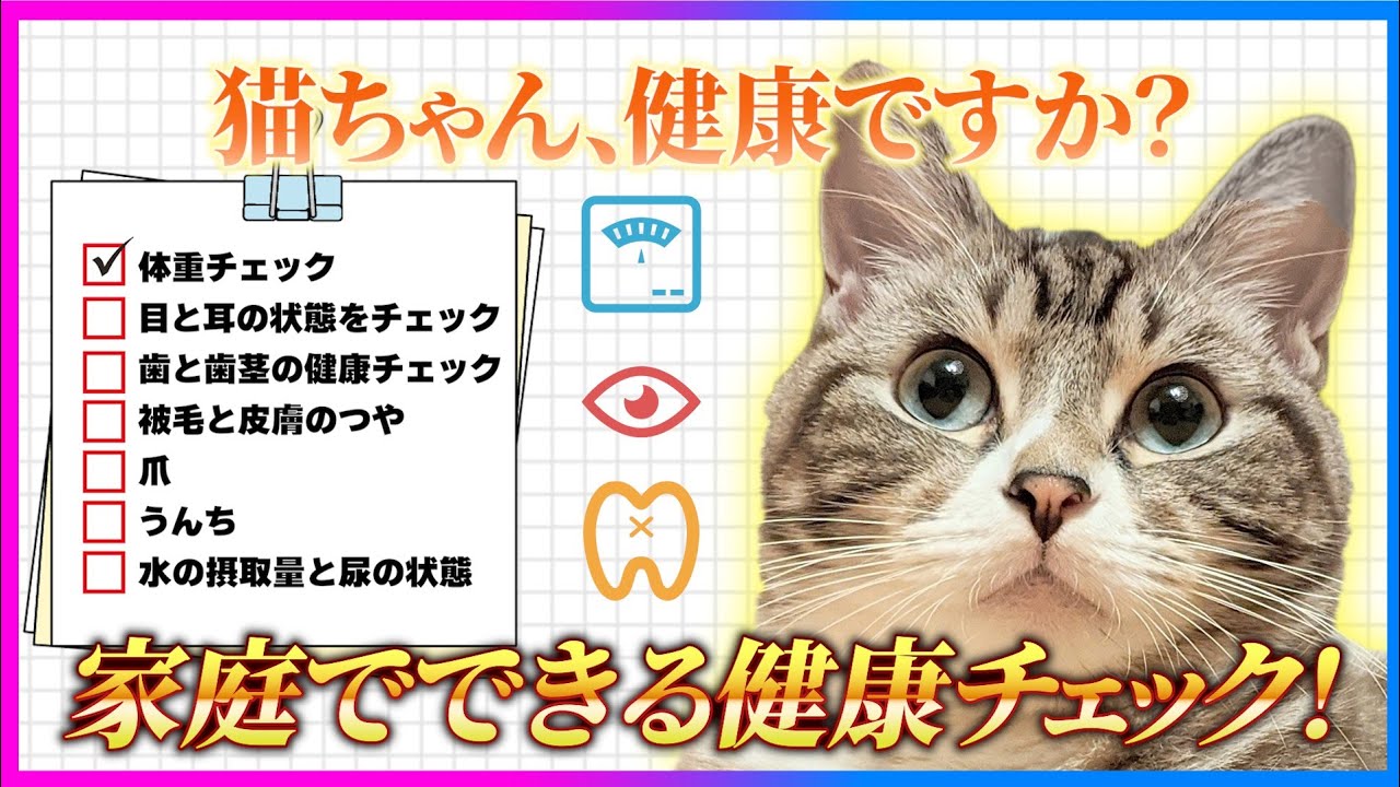 【簡単&安心】猫の7つの健康チェック！家庭でアナタができる方法