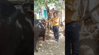#VeterinaryDoctor #AnimalCare #BuffaloTreatment #PashuChikitsa #AnimalHealth #VetLife #DrAppuGupta