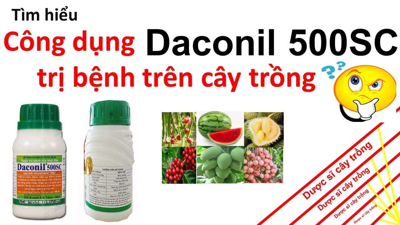 Tìm hiểu về công dụng Daconil 500SC đối với cây trồng | thuốc trừ bệnh cây | sương mai | thối nhũng