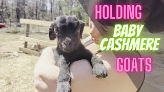 Holding Baby Cashmere Goats  The Calmest Goat!