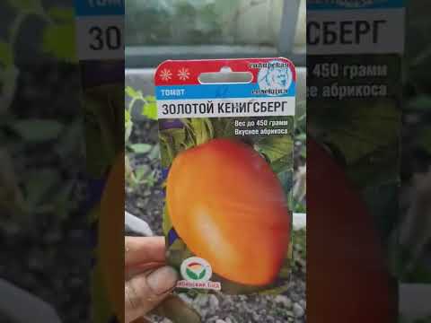 Video: Tomato Golden Koenigsberg: сын-пикирлер, сорттун сүрөттөлүшү, мүнөздөмөлөрү жана сүрөттөр