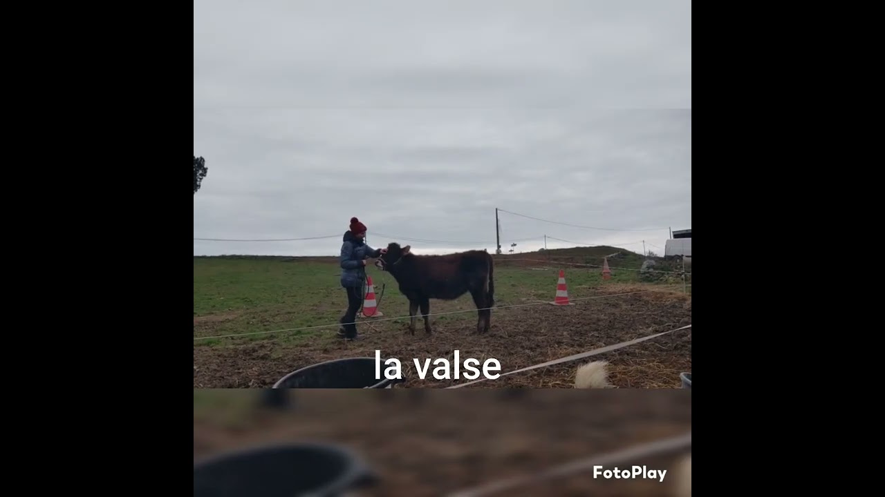 caval go 2023 virtual # poulain manche1