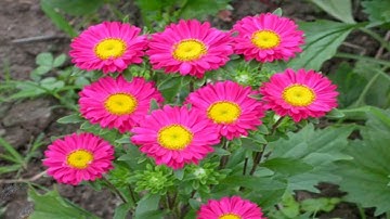 Ý nghĩa của Hoa Cúc (Daisy)