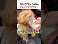 4ヶ月ワンちゃん初パップカップ！