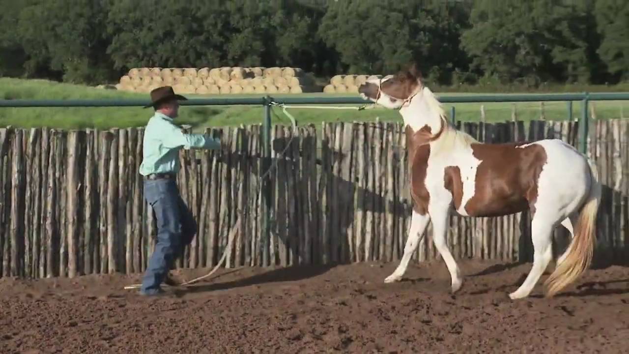 Clinton Anderson's TIE RING.mov YouTube