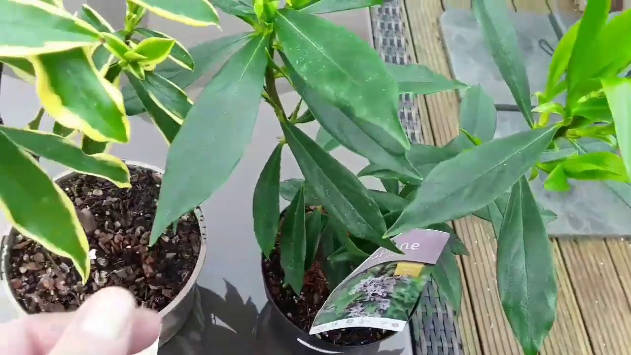 Introducing the Daphne Odora shrubs, heavily scented beauties