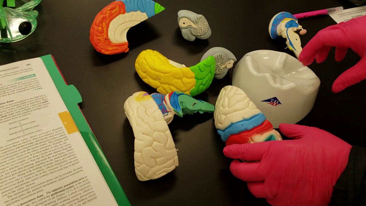 Anatomy and physiology II - Colorful Brain model
