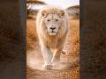 RELAXING. NOW| African Savanna & Animals🌿 | 1 Minute of Calm & Serenity #Savanna #Relaxation