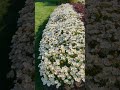 Petals & Paradise #garden #flowers #gardening #park #americanlife