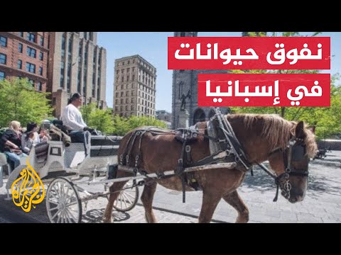 فرس تنهار بالسياح وسط جفاف وارتفاع شديد بدرجات الحرارة في إسبانيا