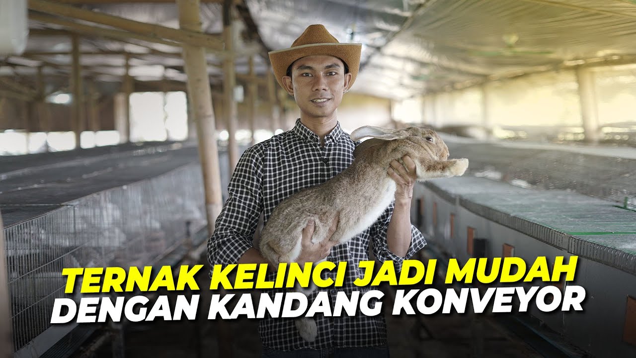 Inspiratif‼️Ternak Kelinci Pedaging dengan Kandang Konveyor‼️Hasil Optimal, Zero Waste & Bebas Bau