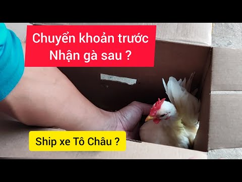 Đập hộp chú gà tí hon màu trắng tuyệt đẹp | Serama Cần Thơ. | Foci