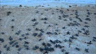 Sea Turtle Hatching Season Cozumel Island