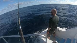 Full 5 Minute Marlin Fight out of a Triple Hookup