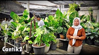 Download Lagu Tanhis disini Sehat2 Seger2 Cantik Murah MP3 Download Lagu Tanhis disini Sehat2 Seger2 Cantik Murah MP3