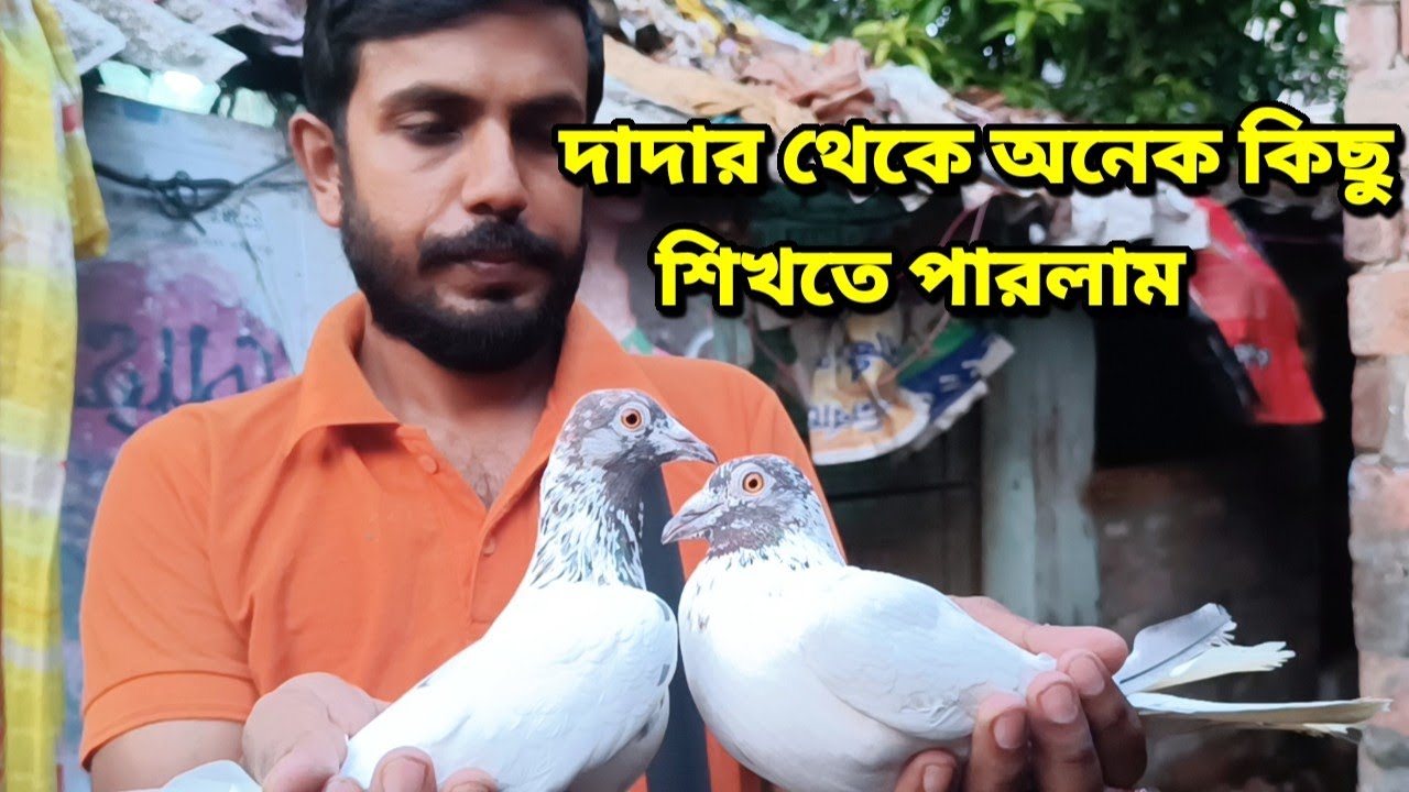 BEHALA FAMOUS PIGEON LOVER AMIT CHAKRAVARTI MADRASI PIGEON LOFT VISIT