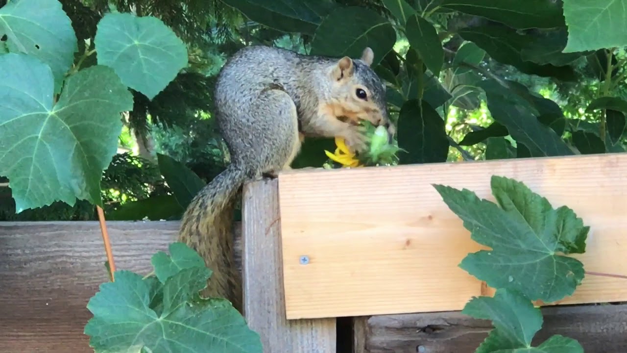 Squirrel Invades our Sunflower🌻 YouTube