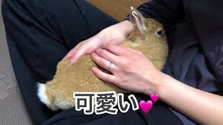 #119 モフ欠乏症の方必見！とにかくウサギをモフりまくります！