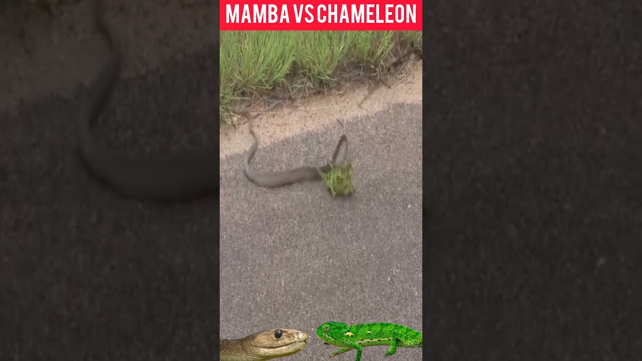 Black Mamba / Chameleon