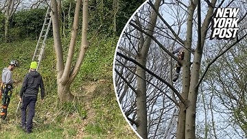 Cat rescued after nine days stuck in tree: ‘It was so overwhelming’