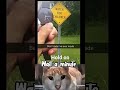 Cat meme