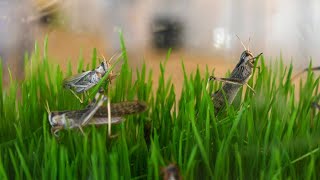 Plague to protein: Israeli firm seeks to put locusts on the menu | AFP screenshot 4