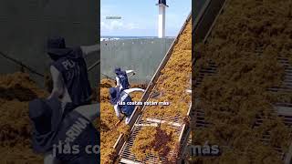 Cuáles Son Las 10 Playas De Quintana Roo Limpias De Sargazo En Julio 2025?