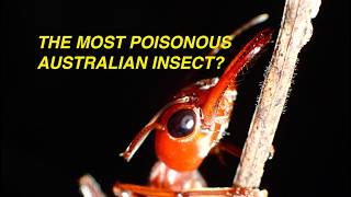 A Very Poisonous Insect