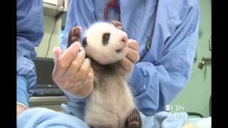Baby panda mystery solved