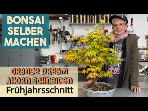 Ahorn Bonsai - YouTube