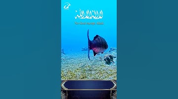 ماتيسر من سورة الحشر الاية [23.24] عبدالباسط عبدالصمد  💚 هو الله الذي لا اله الا هو ، الملك القدوس