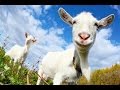 Dj jay dee  goat song official music