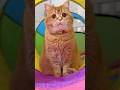 寂しくて泣く弟を笑顔にしたくて… #shorts #cat #cute #drama