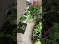 #Shorts #YouTubeShorts #Cute #Plants #Nature #USA #TamilShorts #ViralShorts