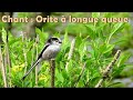 Orite  longue queue  chant doiseau ancienne mesange