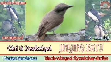 BURUNG JINGJING BATU // KENALI DESKRIPSI DAN CIRI CIRINYA