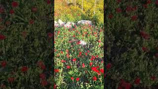 В Израиле цветут маки