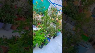 Silent vibes & natural beauty 🟢#villagelife #gardening #home #youtubeshorts