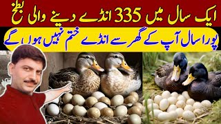 Duck Farming: Khaki Campbell Ducks | How to get eggs from ducks | Egg farming | Duck video || Sai...