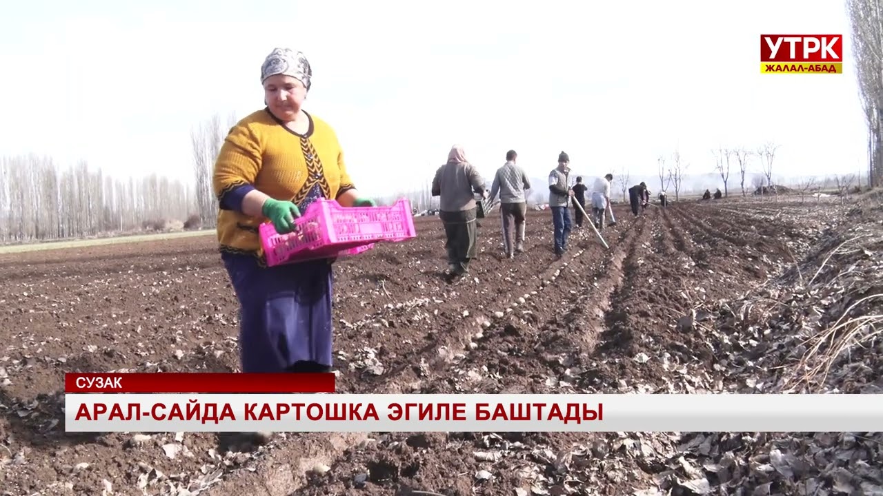 Арал-Сайда картошка эгиле баштады