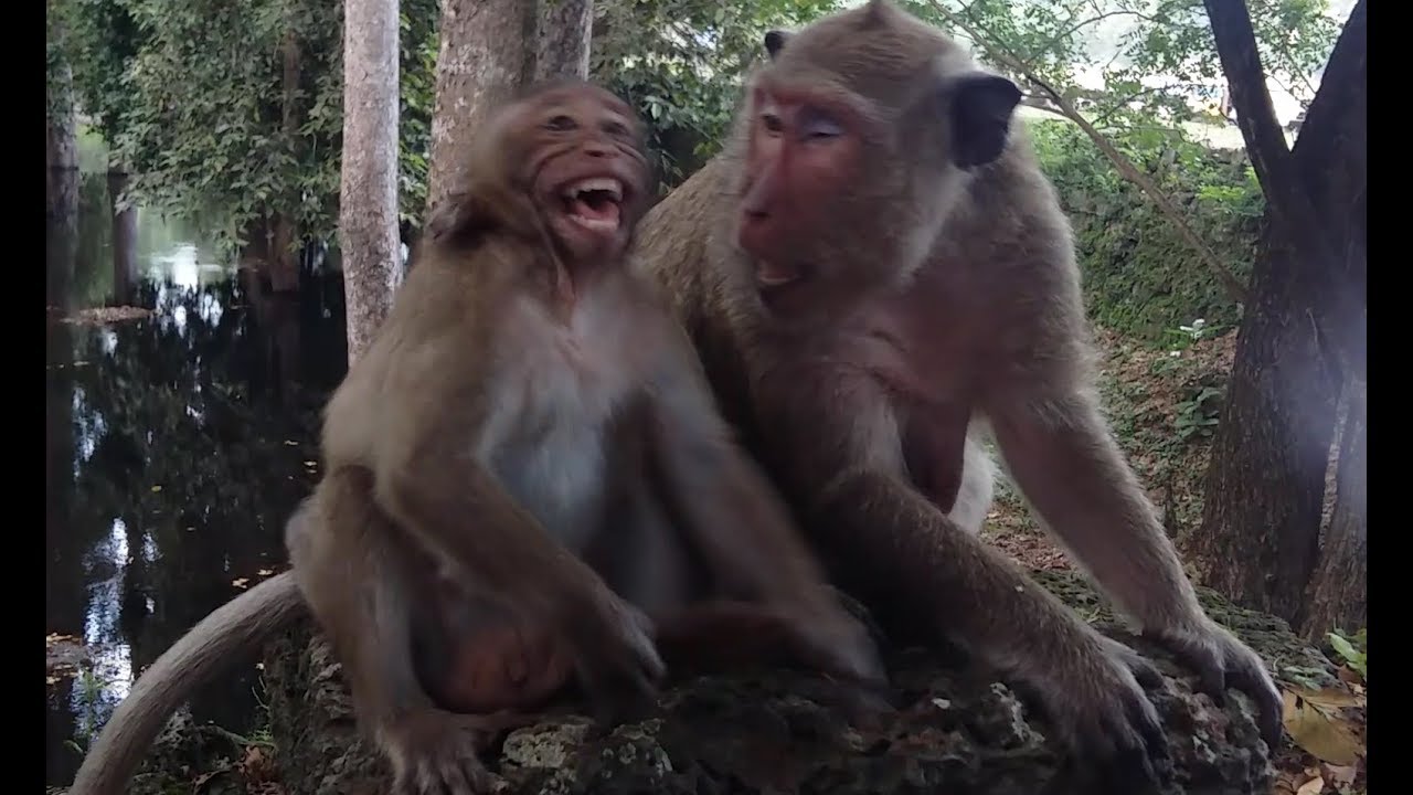 The Obstinate Habit, Sweet Pea Monkey Making Noise Popeye By Crying Loudly