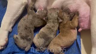 Compilation Puppy Frenchies Nursing Milk Original Audio