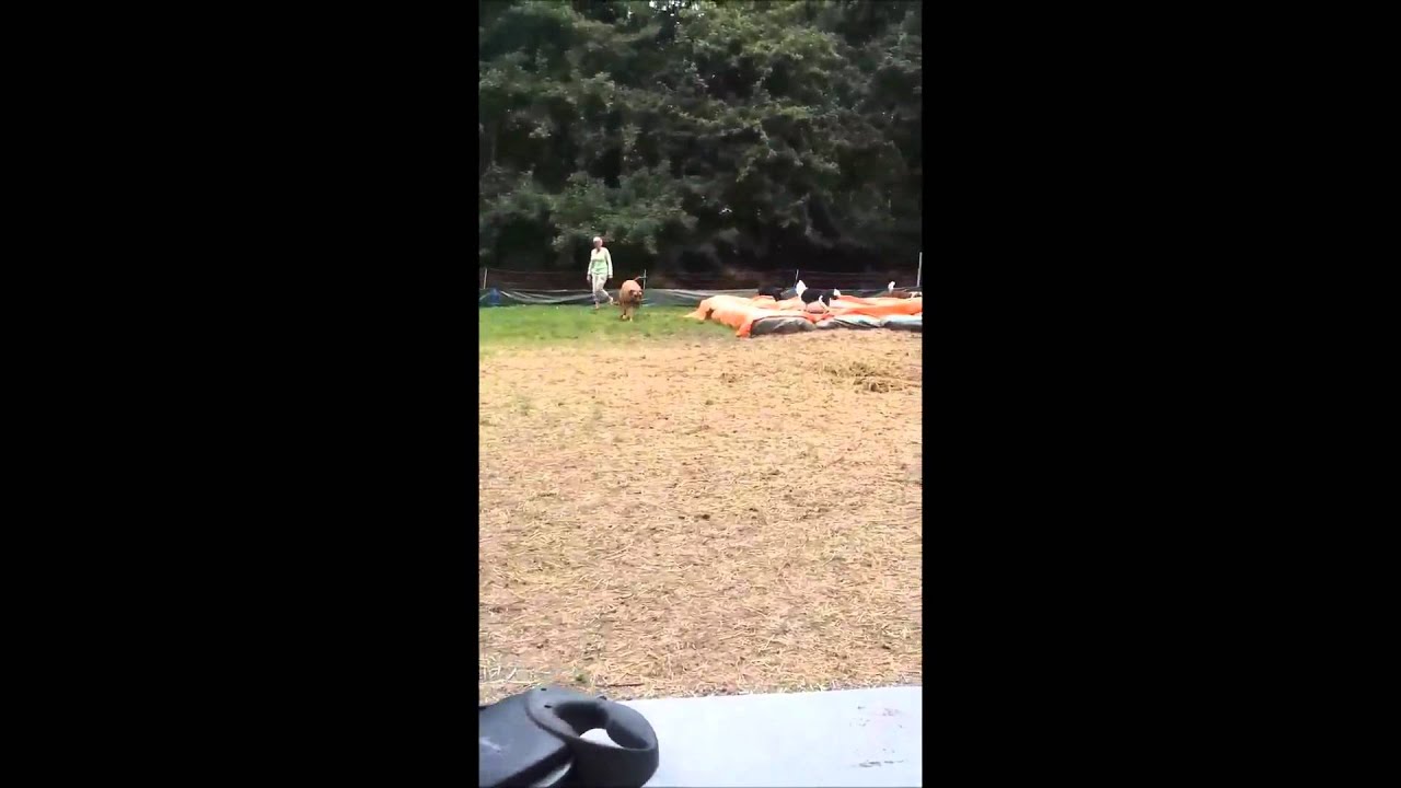 Hondenspeeltuin Bello