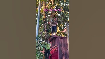 #shotrs Người Thợ Cắt Tỉa Cây Bằng Máy Cưa Mini Rất Siêu Nhanh 23