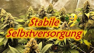 Cannabis Indoor SOG Grow | 9 Pflanzen | 60x60 Growzelt | 150W HortiOne 420 LED