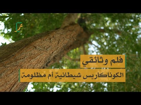 فيديو: أين موطن شجرة الكينا؟