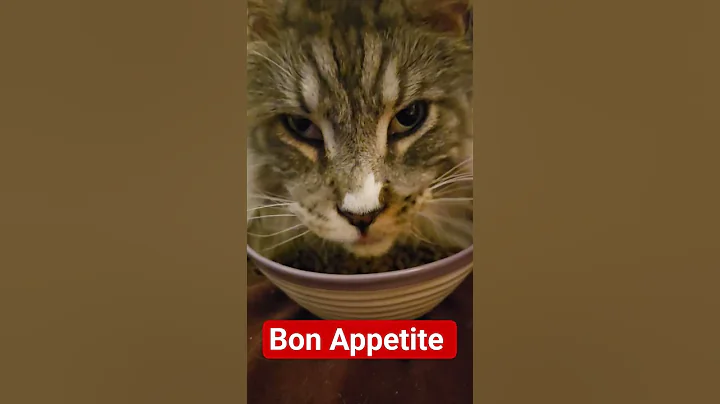 Video 10761581: mainecoon, catfood